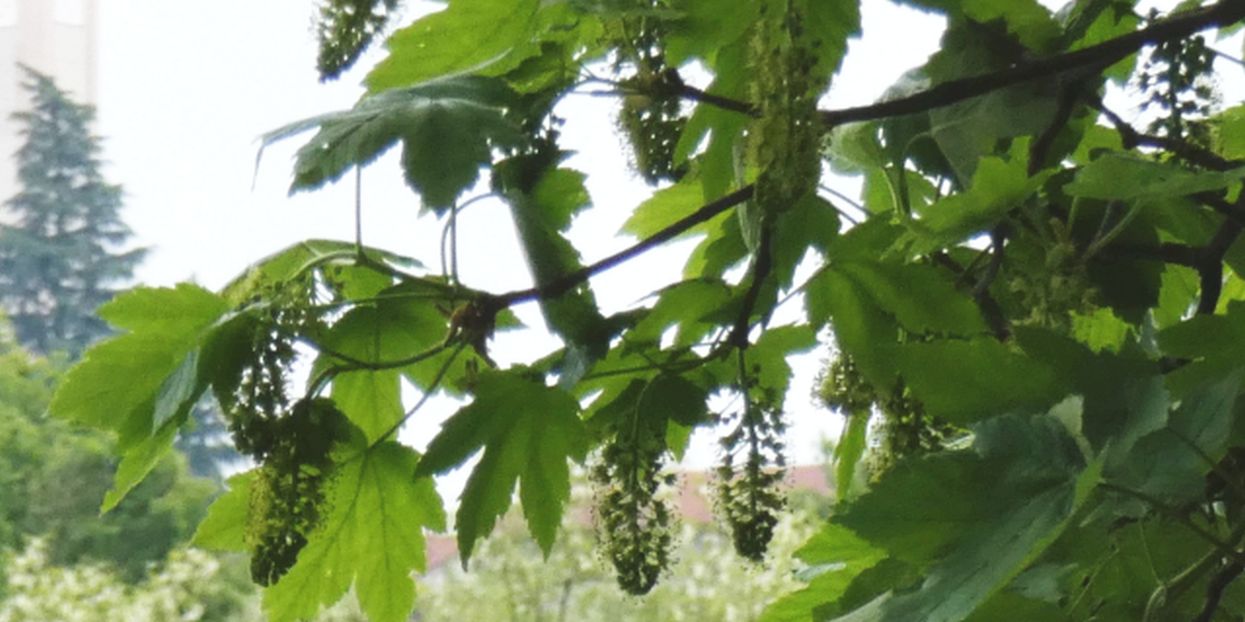 Acer pseudoplatanus