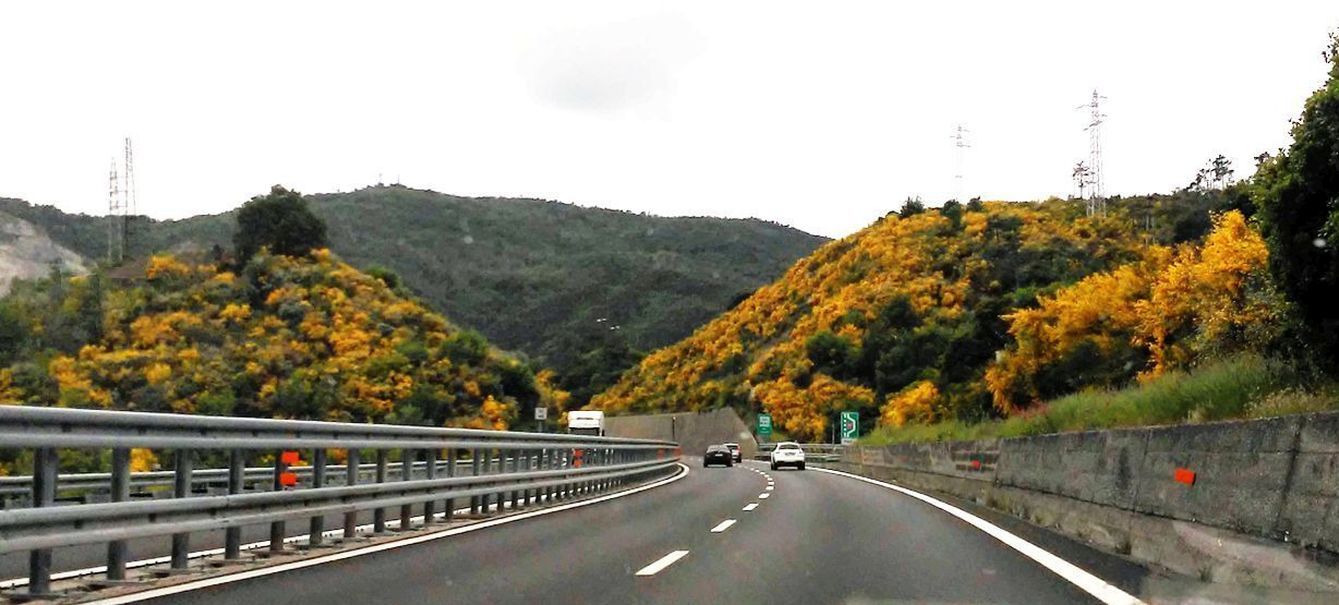 Ginestre ...in autostrada