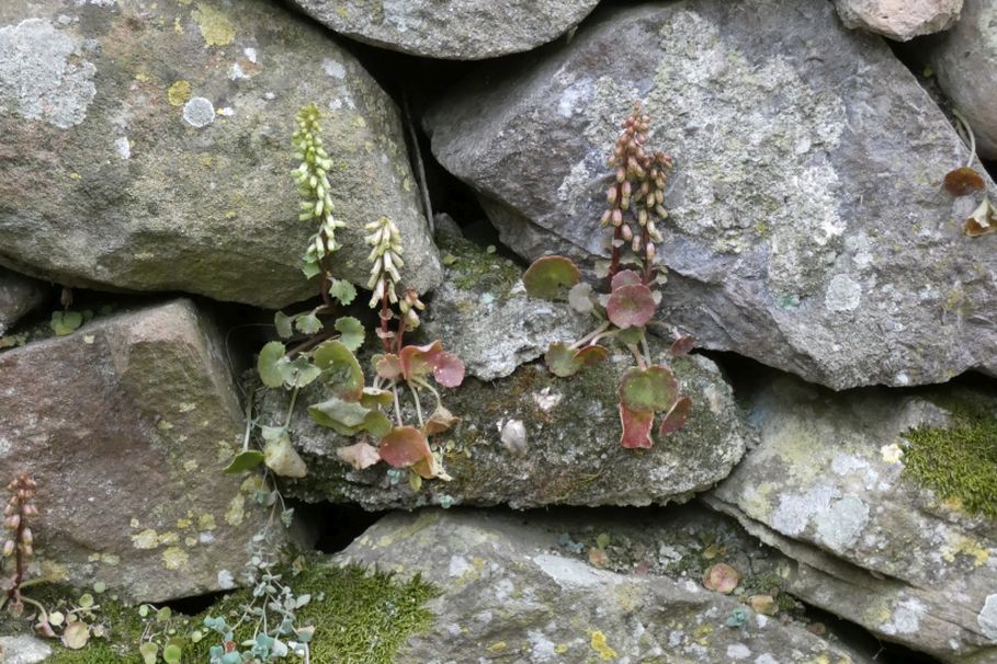 Umbilicus rupestris (Crassulaceae)
