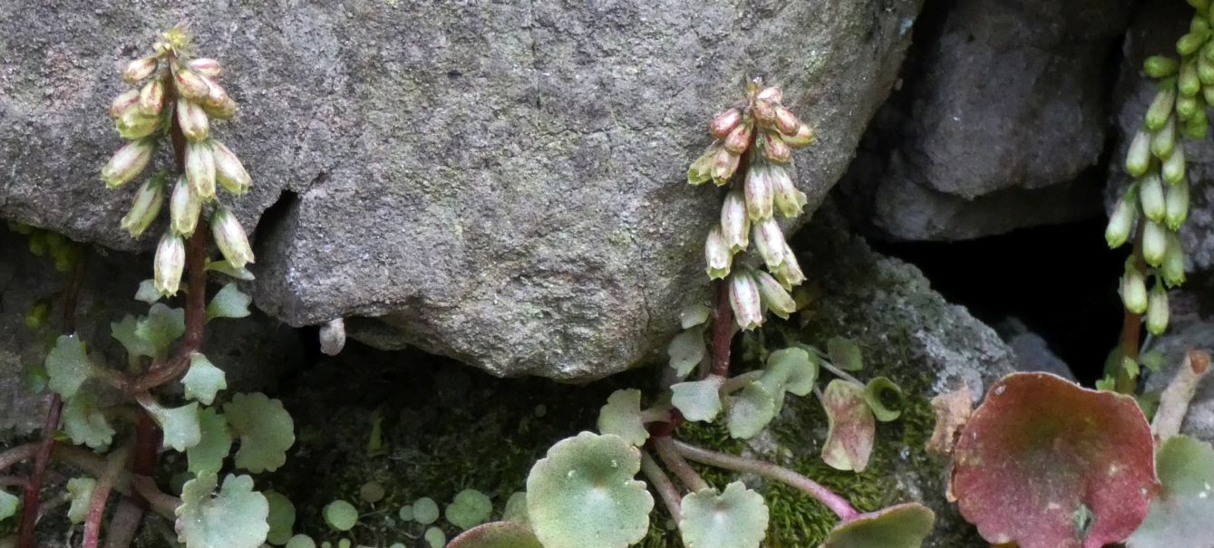 Umbilicus rupestris (Crassulaceae)