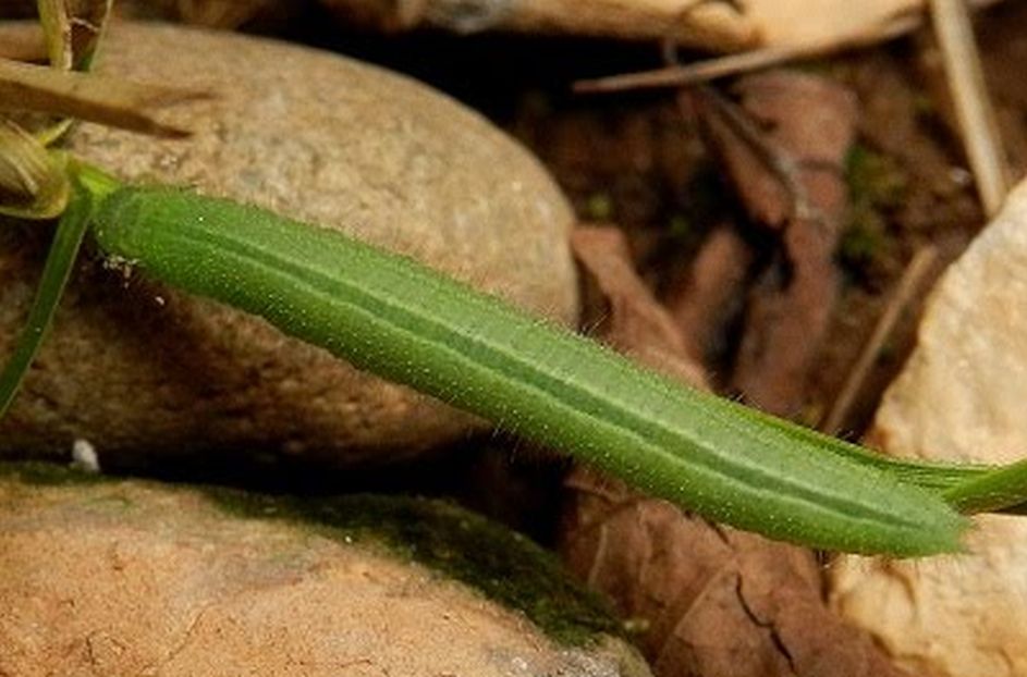 Lasiommata maera bruco e crisalide