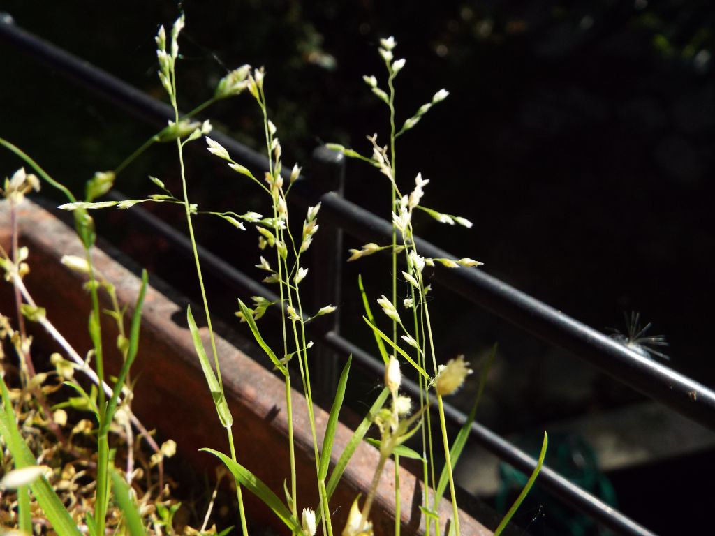 Poacea : Poa annua