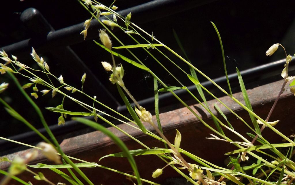 Poacea : Poa annua