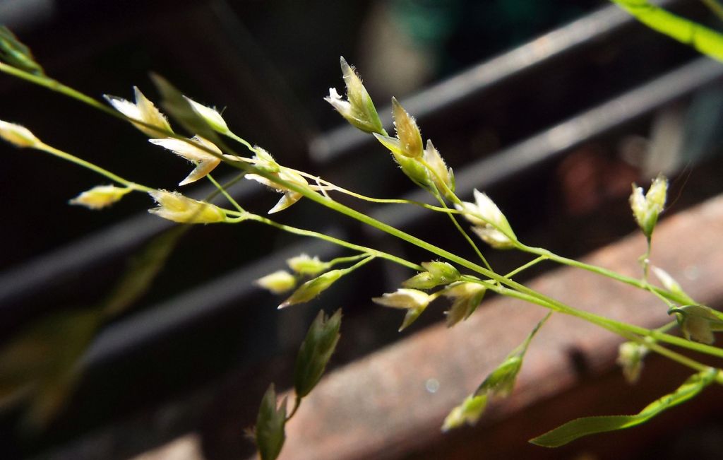 Poacea : Poa annua