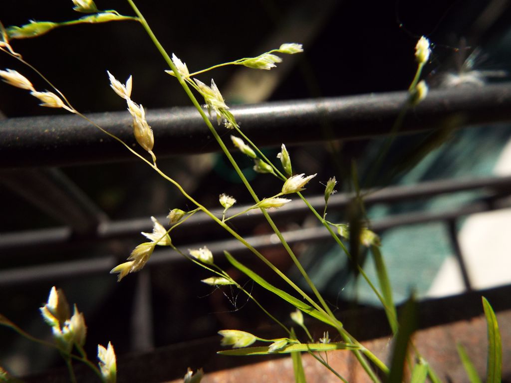 Poacea : Poa annua