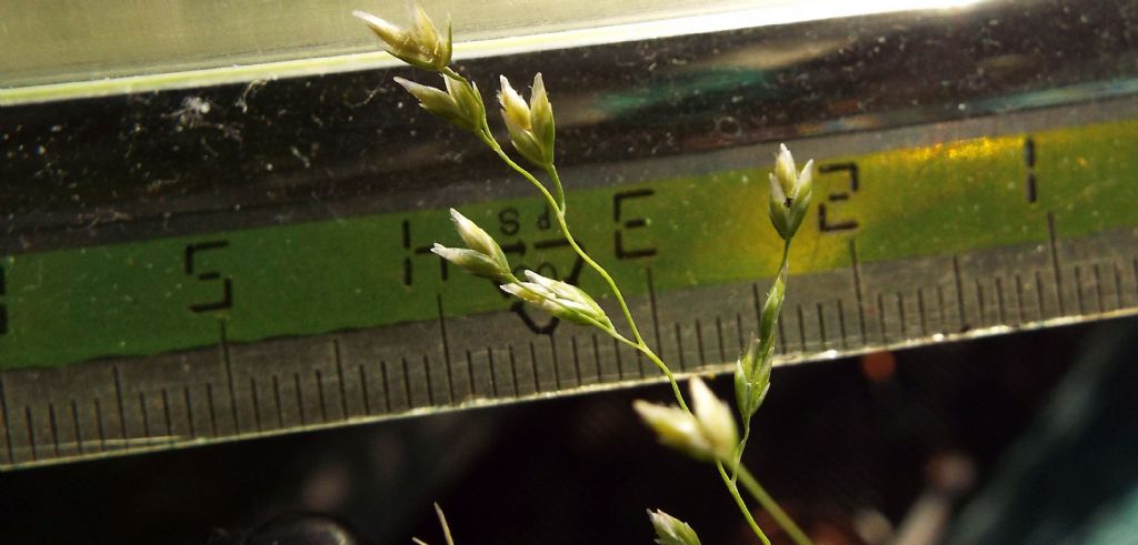 Poacea : Poa annua