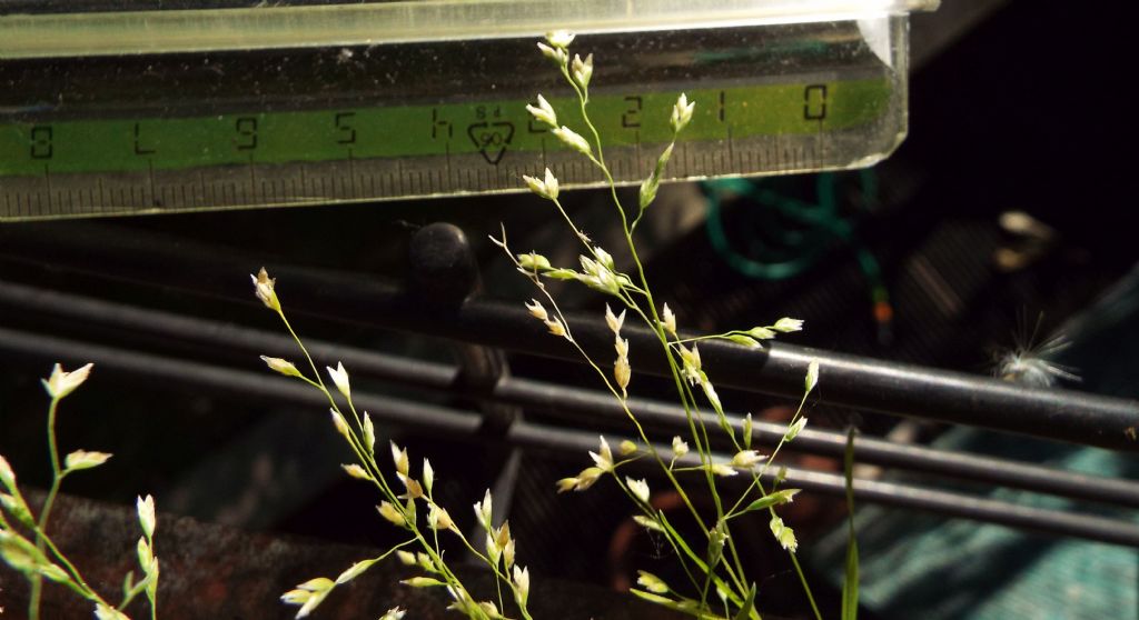 Poacea : Poa annua