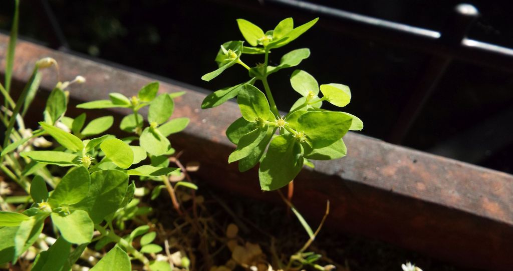 Euphorbia:  Euphorbia peplus