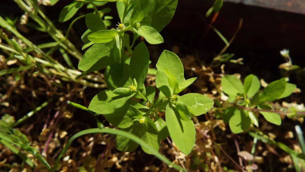 Euphorbia:  Euphorbia peplus