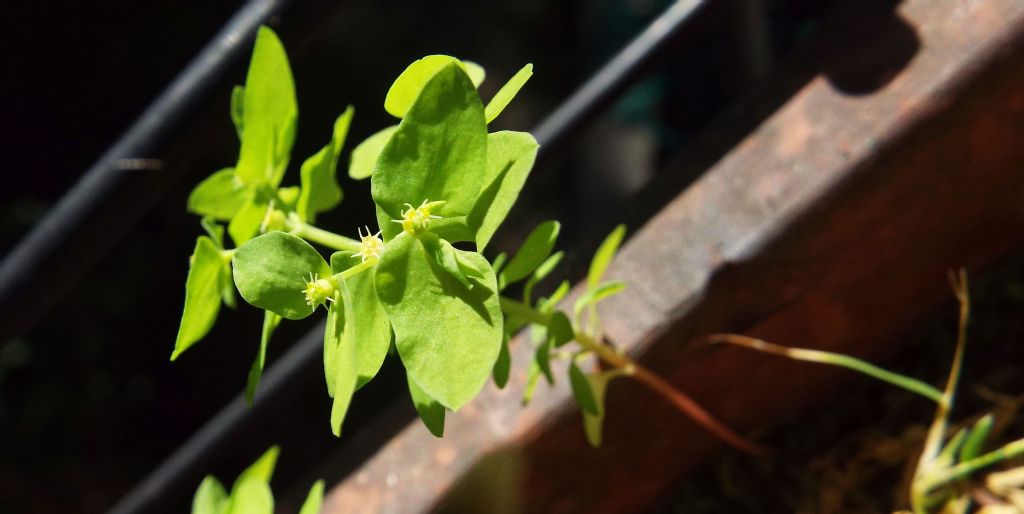 Euphorbia:  Euphorbia peplus