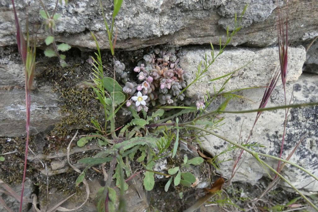 Crassulacea: Sedum dasyphyllum