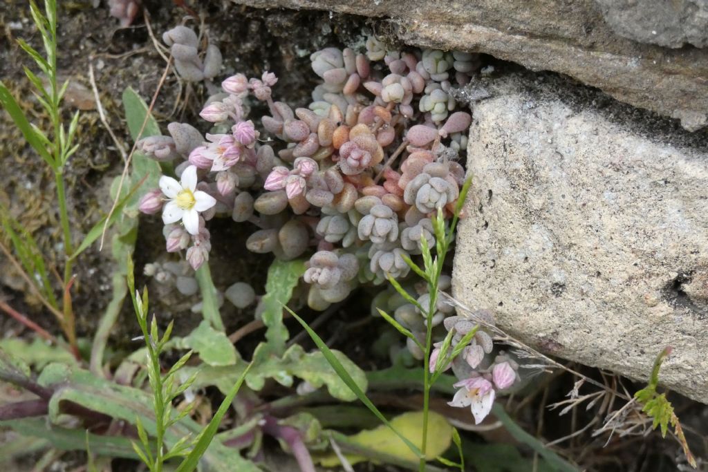 Crassulacea: Sedum dasyphyllum
