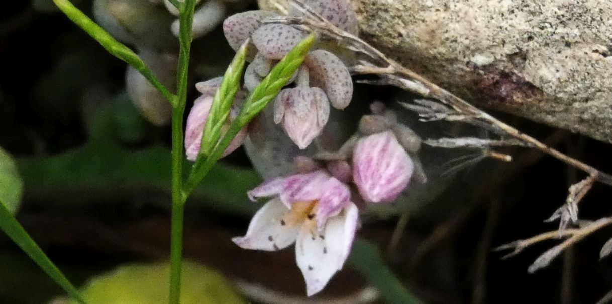 Crassulacea: Sedum dasyphyllum