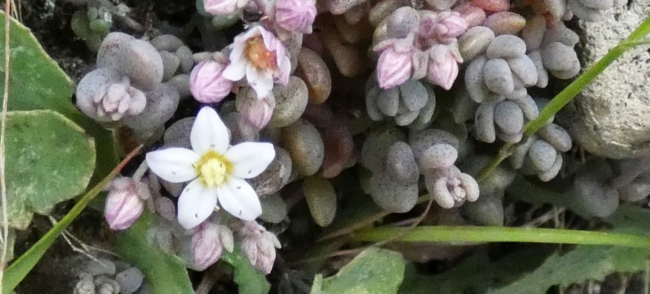 Crassulacea: Sedum dasyphyllum