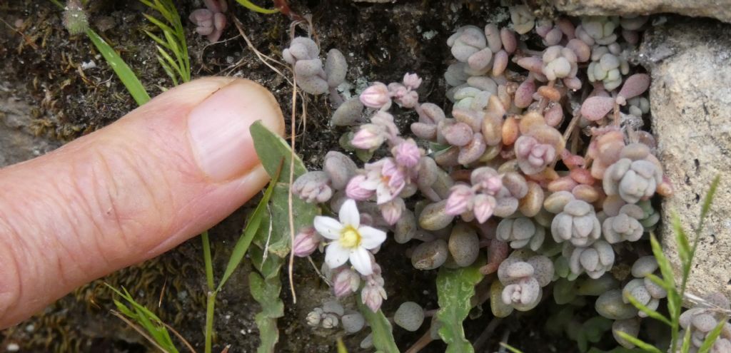 Crassulacea: Sedum dasyphyllum