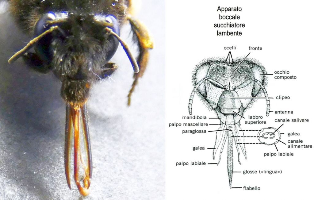 Apidae Anthophorinae: Anthophora plumipes var. niger, femmina