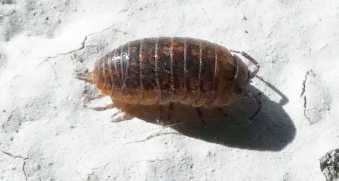 Isopoda: Porcellionidae ?  No,  Armadillidiidae:  Armadillidium sp.