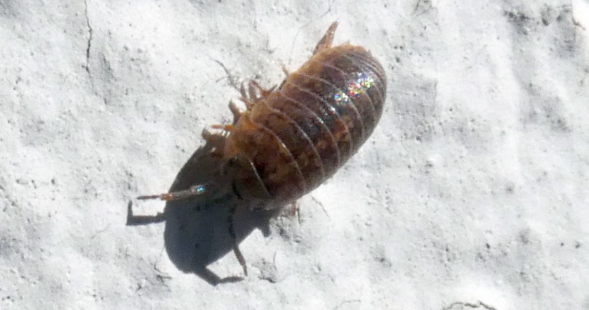 Isopoda: Porcellionidae ?  No,  Armadillidiidae:  Armadillidium sp.