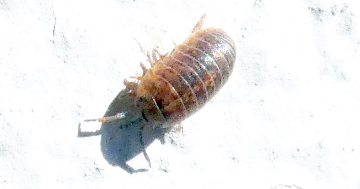 Isopoda: Porcellionidae ?  No,  Armadillidiidae:  Armadillidium sp.