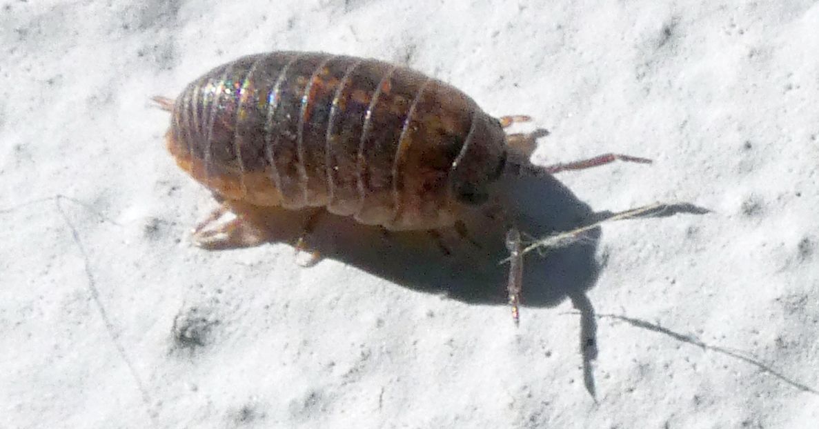 Isopoda: Porcellionidae ?  No,  Armadillidiidae:  Armadillidium sp.