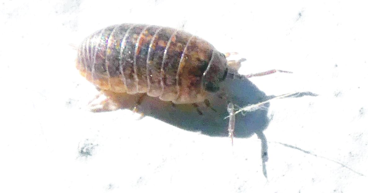 Isopoda: Porcellionidae ?  No,  Armadillidiidae:  Armadillidium sp.