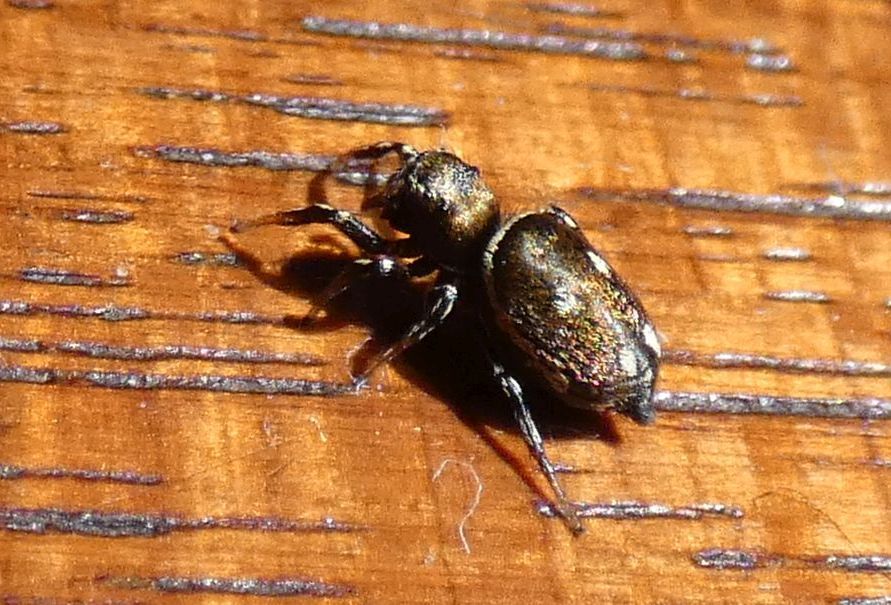 Heliophanus sp. - Rozzano (MI)