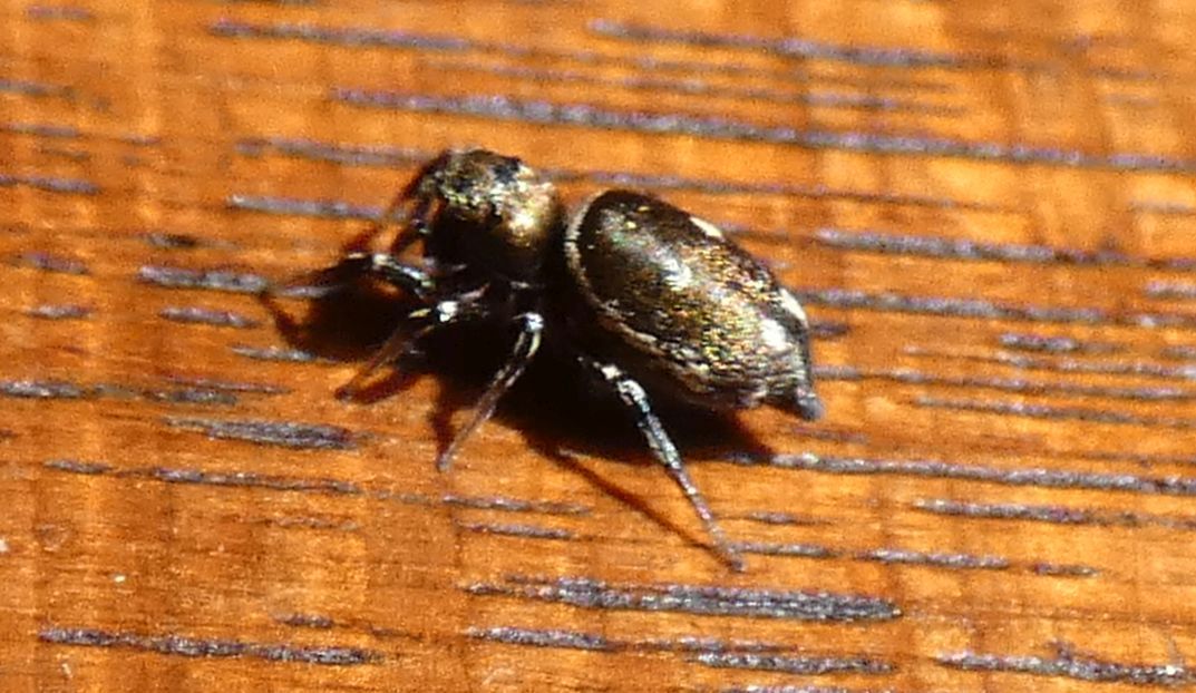 Heliophanus sp. - Rozzano (MI)