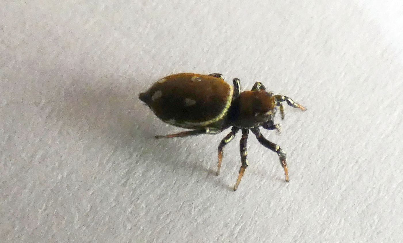 Heliophanus sp. - Rozzano (MI)