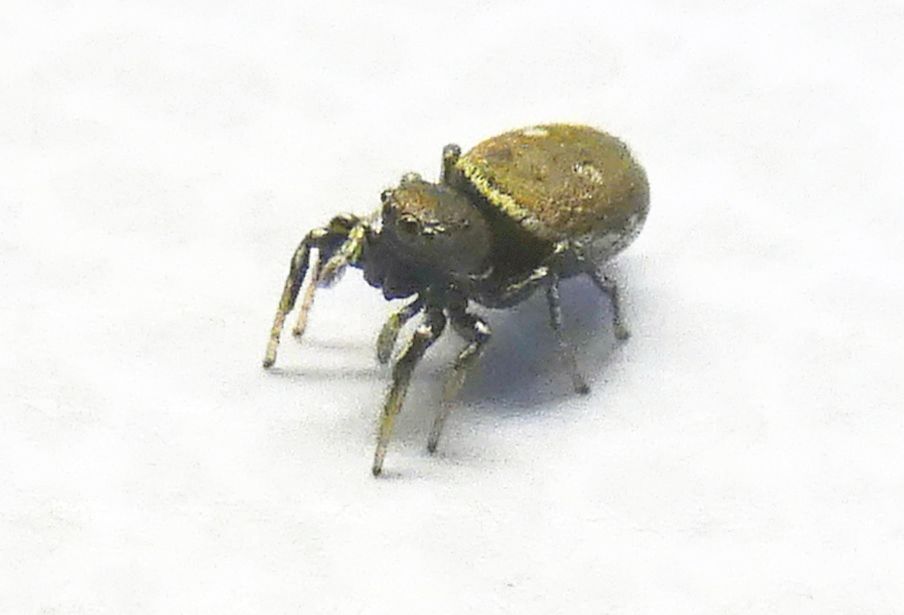 Heliophanus sp. - Rozzano (MI)