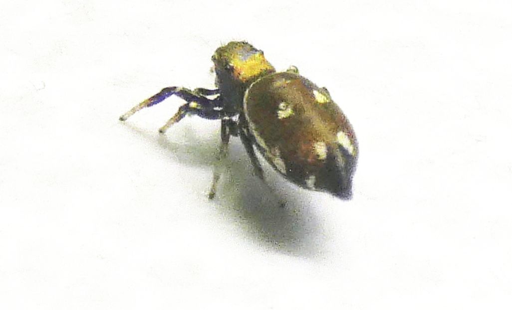 Heliophanus sp. - Rozzano (MI)