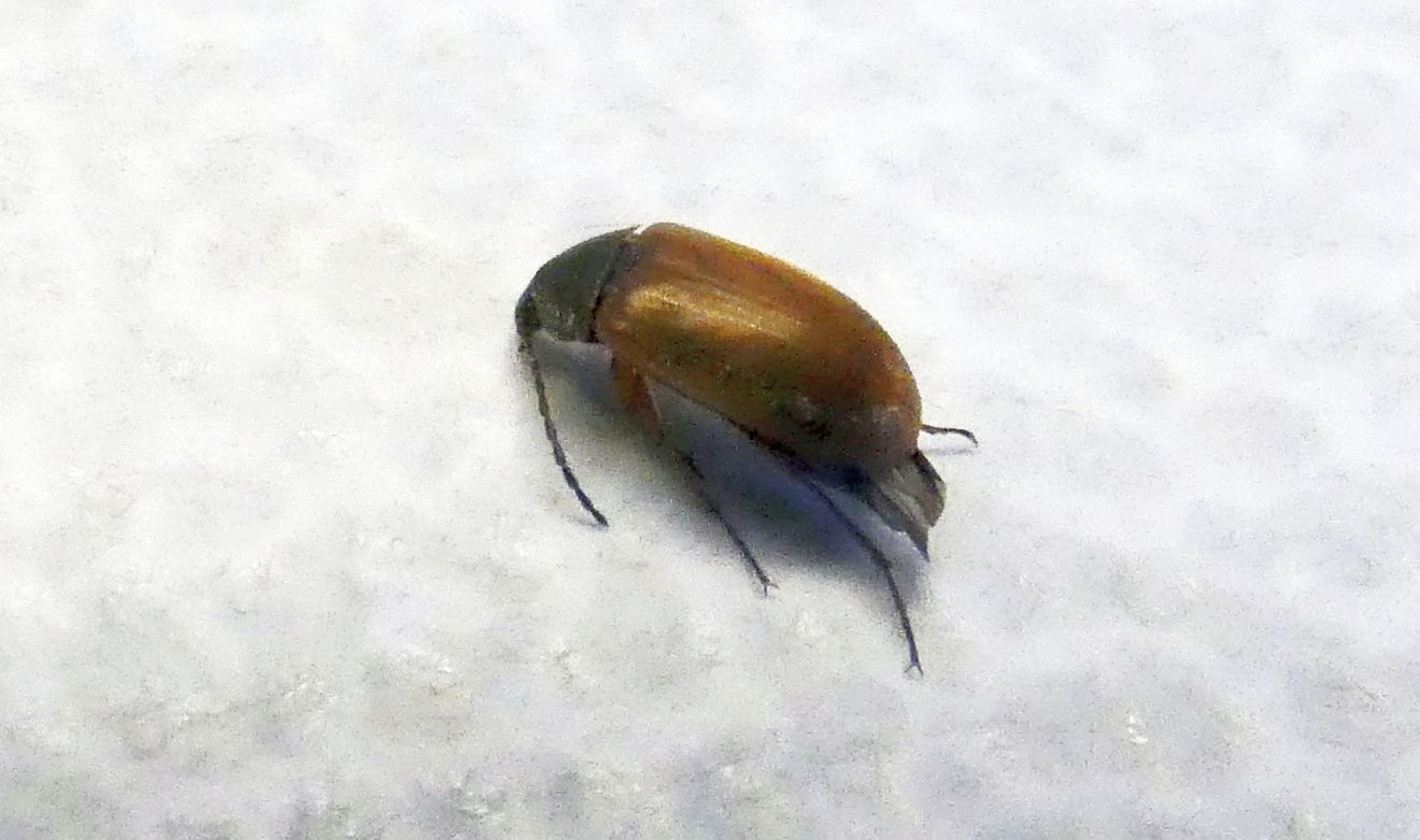 Tenebrionidae Alleculinae: Isomira sp.