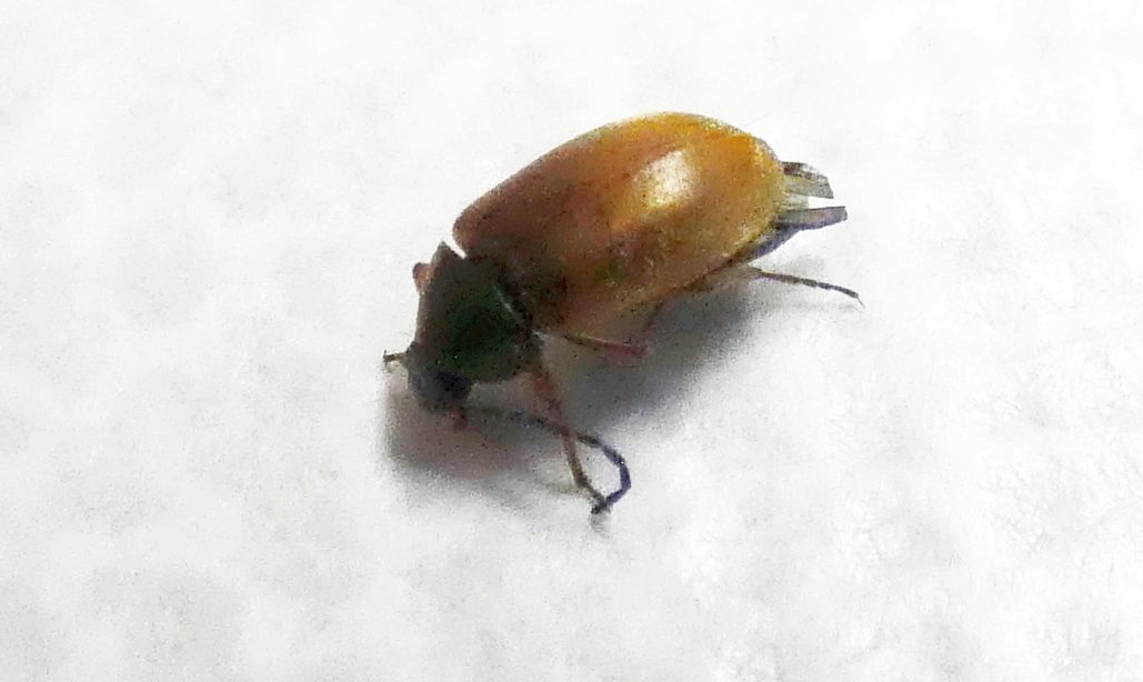 Tenebrionidae Alleculinae: Isomira sp.