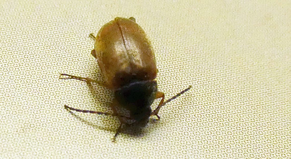 Tenebrionidae Alleculinae: Isomira sp.