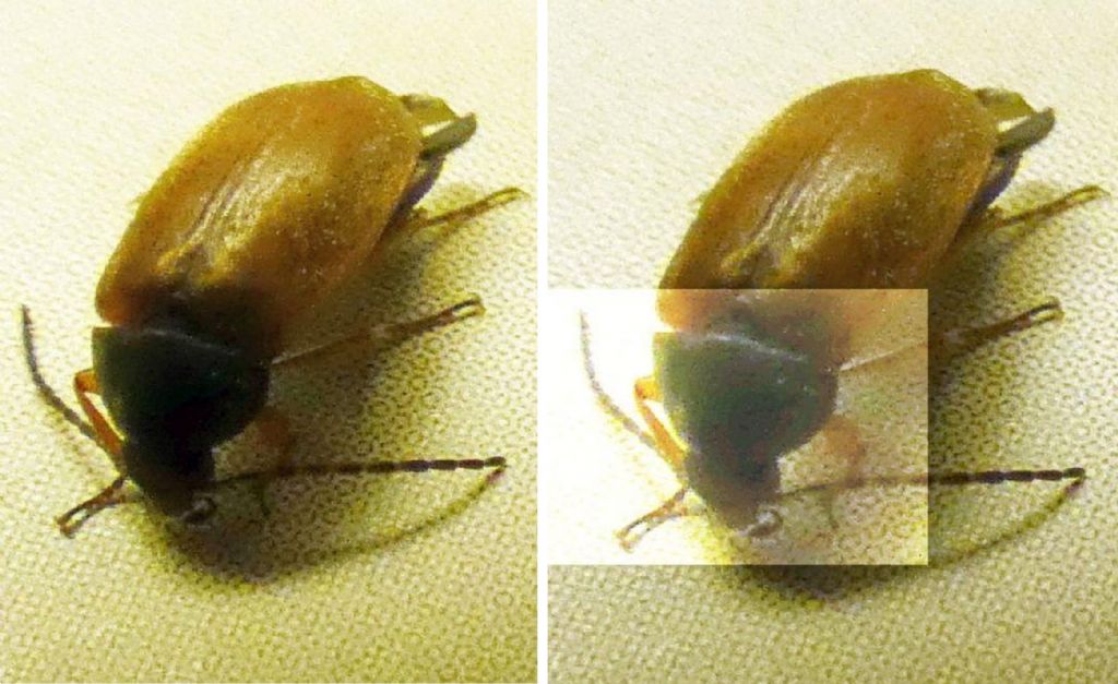 Tenebrionidae Alleculinae: Isomira sp.