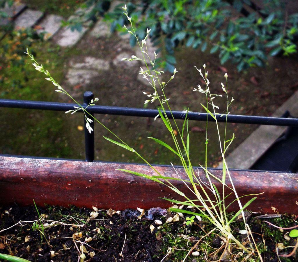 Poacea : Poa annua
