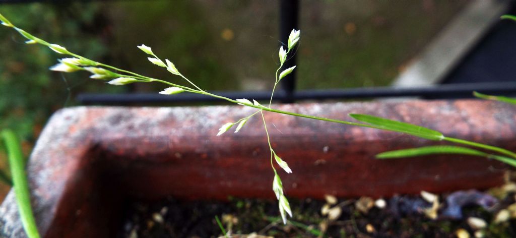 Poacea : Poa annua