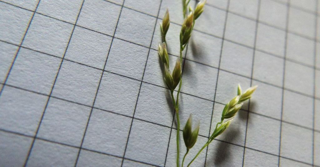 Poacea : Poa annua