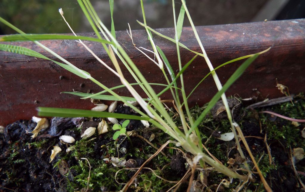 Poacea : Poa annua