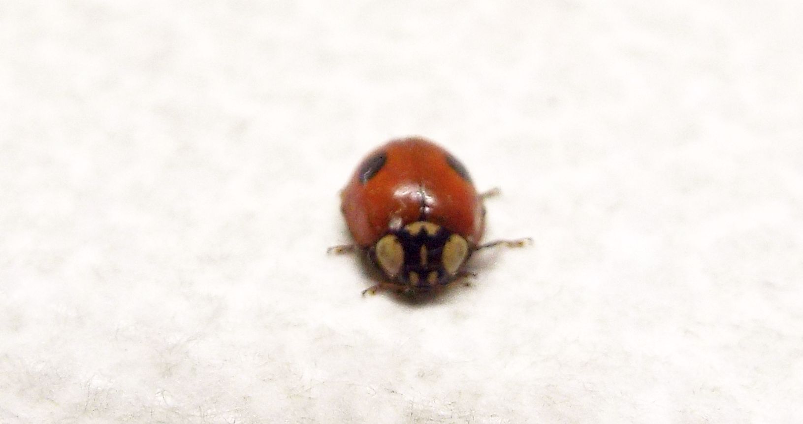 Harmonia axyridis? No, Adalia bipunctata, femmina