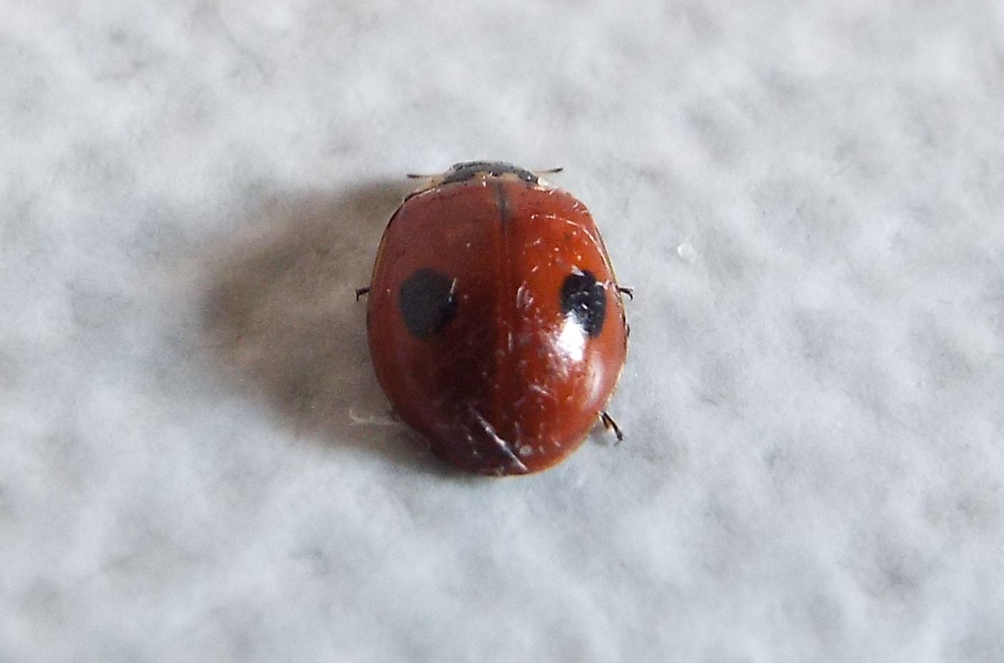 Harmonia axyridis? No, Adalia bipunctata, femmina