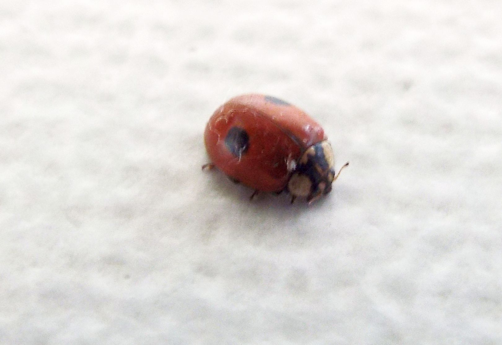 Harmonia axyridis? No, Adalia bipunctata, femmina