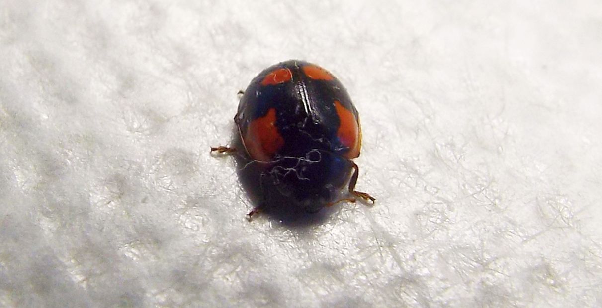 Coccinellidae da id: Adalia bipunctata