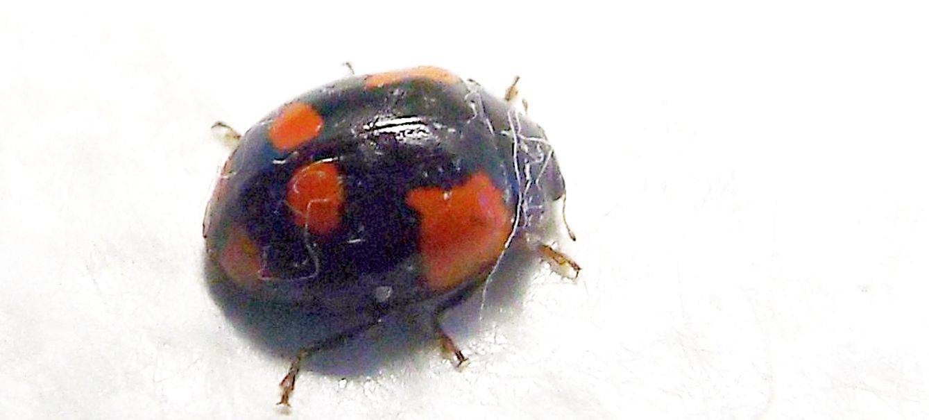 Coccinellidae da id: Adalia bipunctata