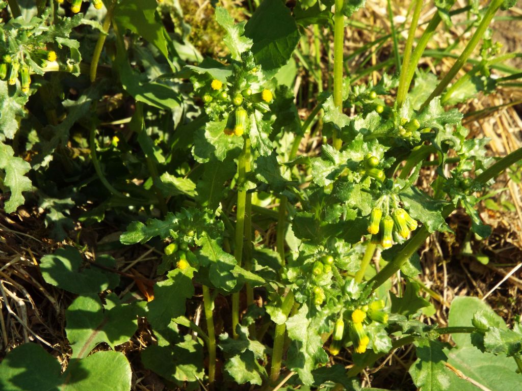 Senecio vulgaris? S !