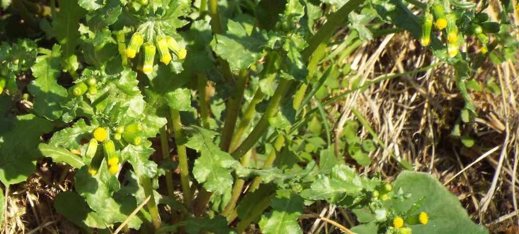 Senecio vulgaris? S !