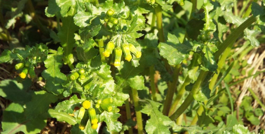 Senecio vulgaris? S !