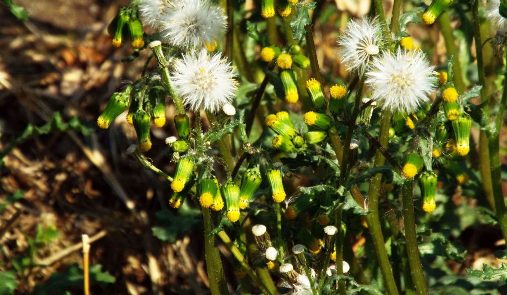 Senecio vulgaris? S !