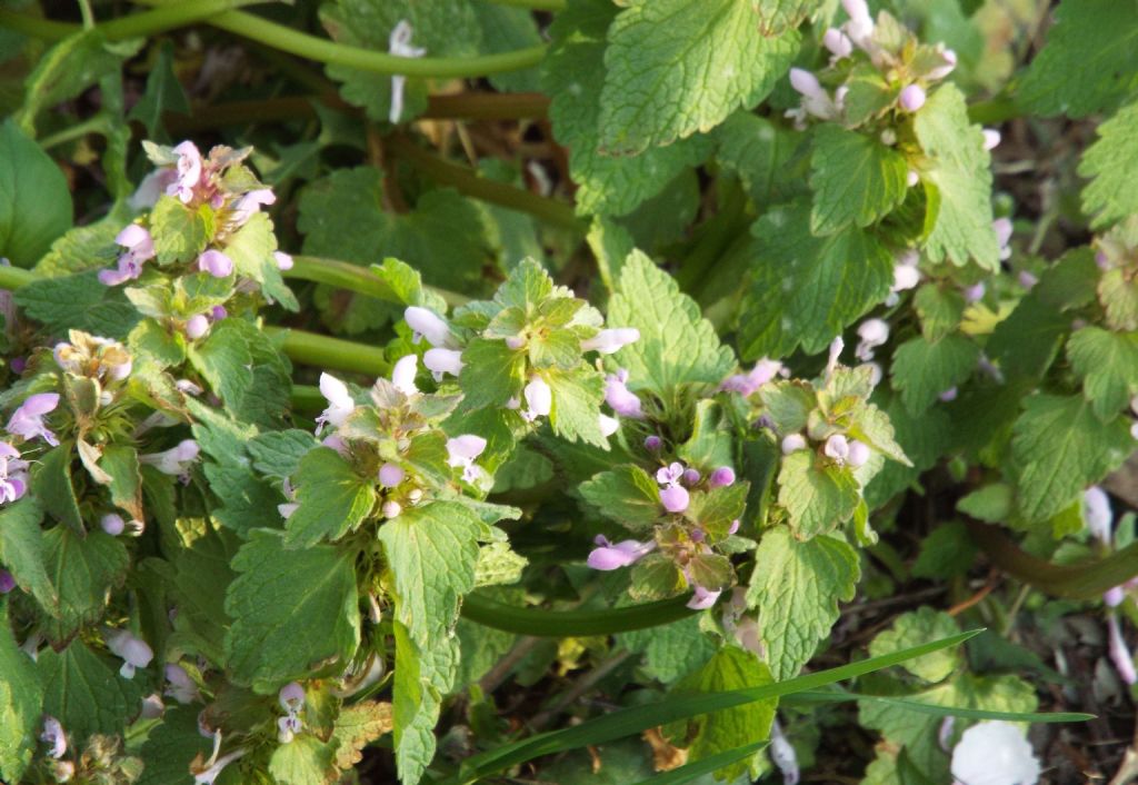 Lamium purpureum ?  S !