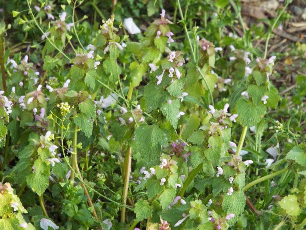 Lamium purpureum ?  S !