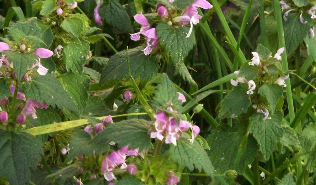 Lamium purpureum ?  S !